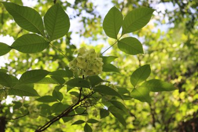 Ptelea trifoliata 'Aurea' - křídlatec trojlistý - nažky 2